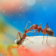 Illustration for article titled Ethereal Insect Photographs Will Cure Your Phobia of Bugs